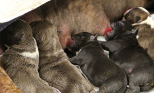 Highland Pet Hospital