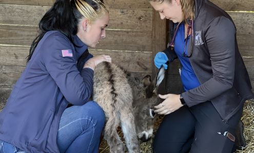 Orlando Equine Veterinary Care, Inc.