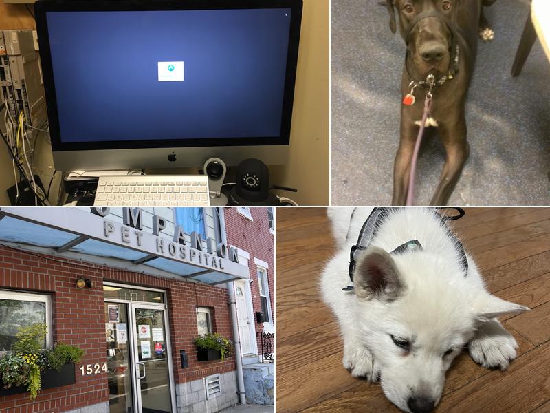 Companion Pet Hospital