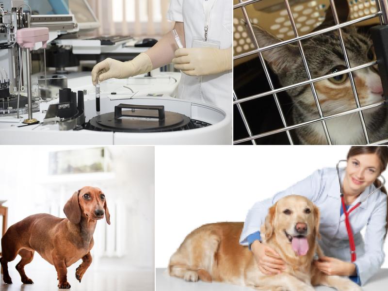 Puyallup Valley Veterinary Clinic