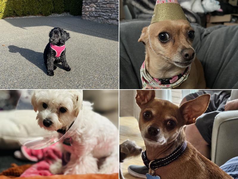 Lake Tapps Veterinary Hospital