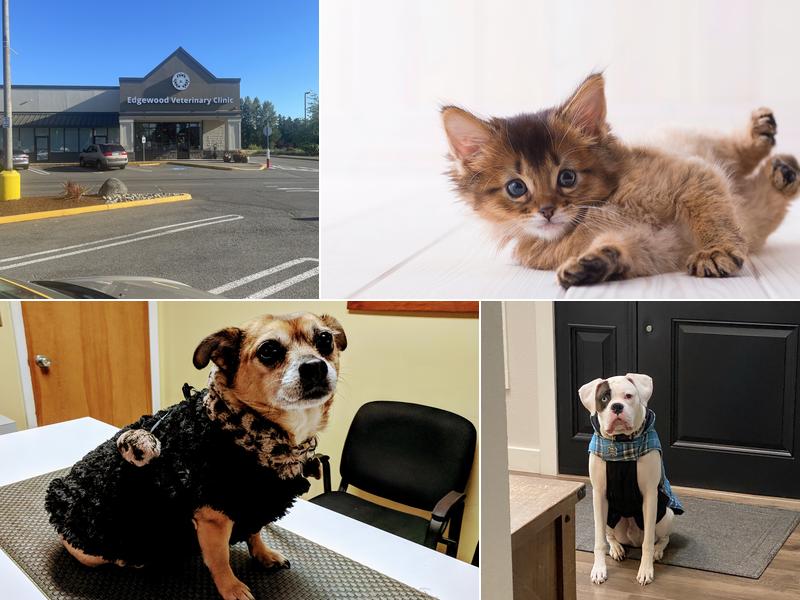 Edgewood Veterinary Clinic