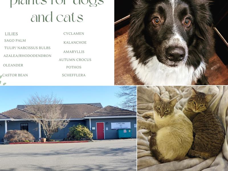 Cascade Veterinary Clinic