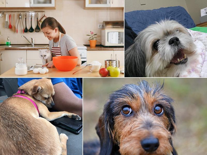 Dill Animal Hospital