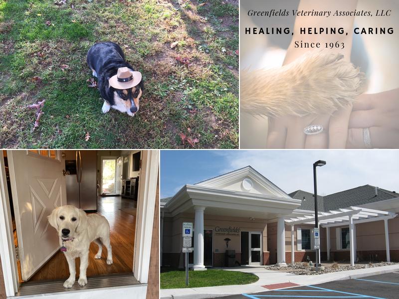 Greenfields Veterinary Associates