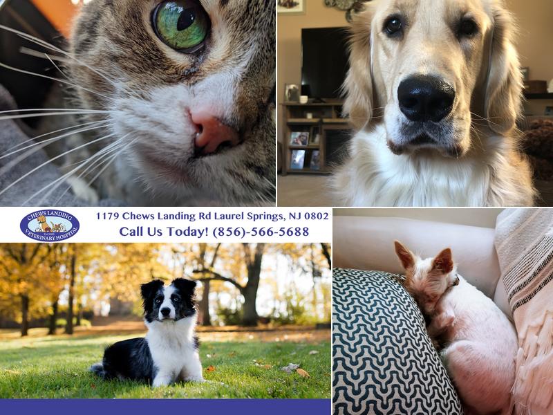 Chews Landing Veterinary Hospital