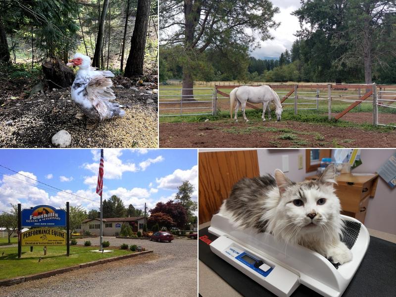 Foothills Veterinary Hospital/Performance Equine