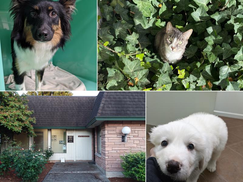 Enumclaw Veterinary Hospital