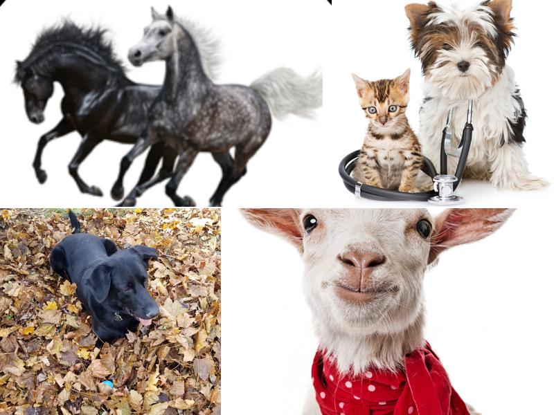 All Creatures Veterinary Service, LLC