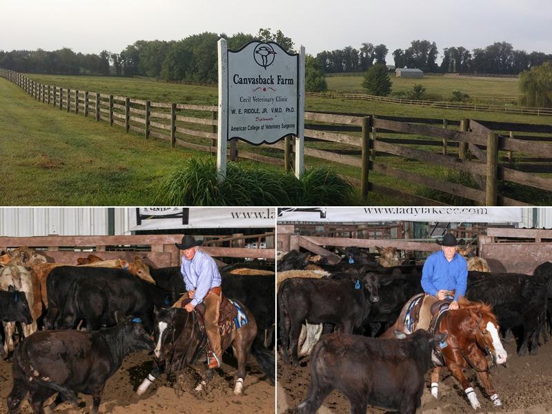 William E Riddle Jr - HORSES ONLY