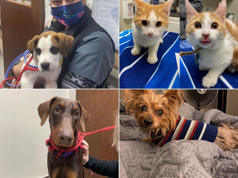 Heidi Stanley Gaultney, DVM