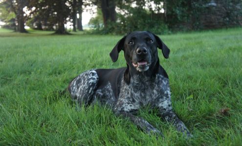Kennett Square Veterinary Hospital