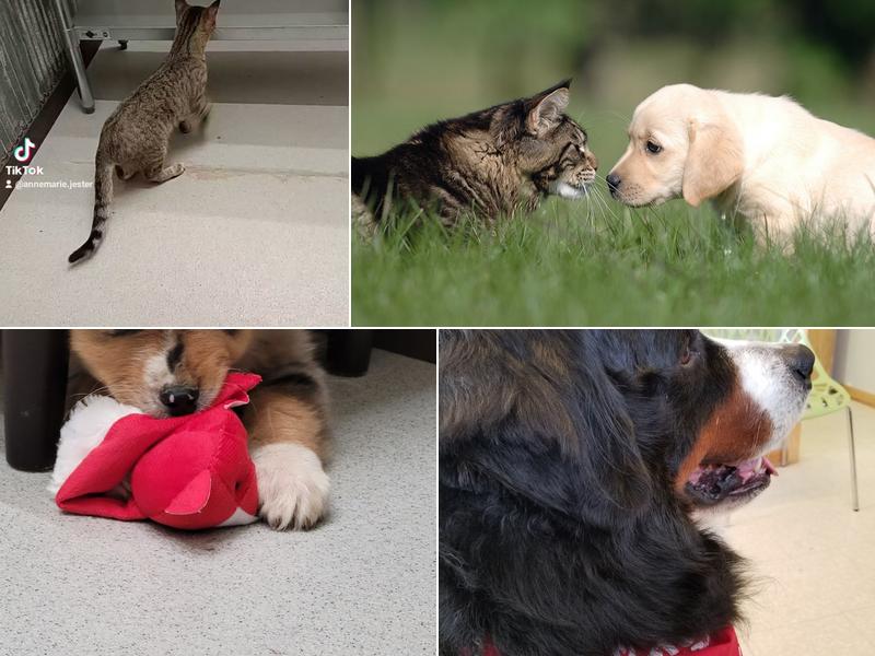 Tipton Veterinary Services