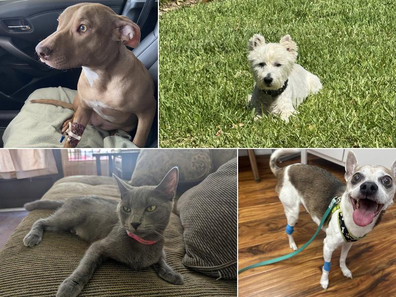 St. Augustine Regional Veterinary Emergency Center