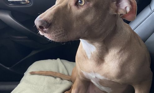 St. Augustine Regional Veterinary Emergency Center St. Augustine