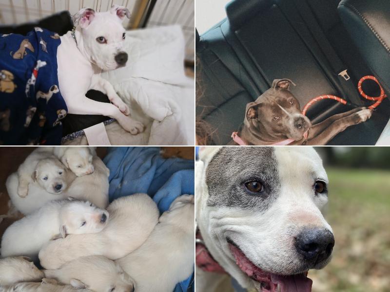 Veterinary Clinics of Avoyelles