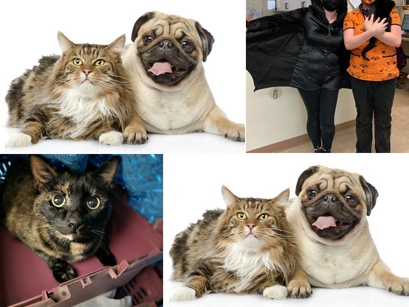 Hawks Prairie Veterinary Hospital