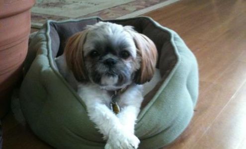 Melbourne Animal Hospital: Bond Nikki DVM