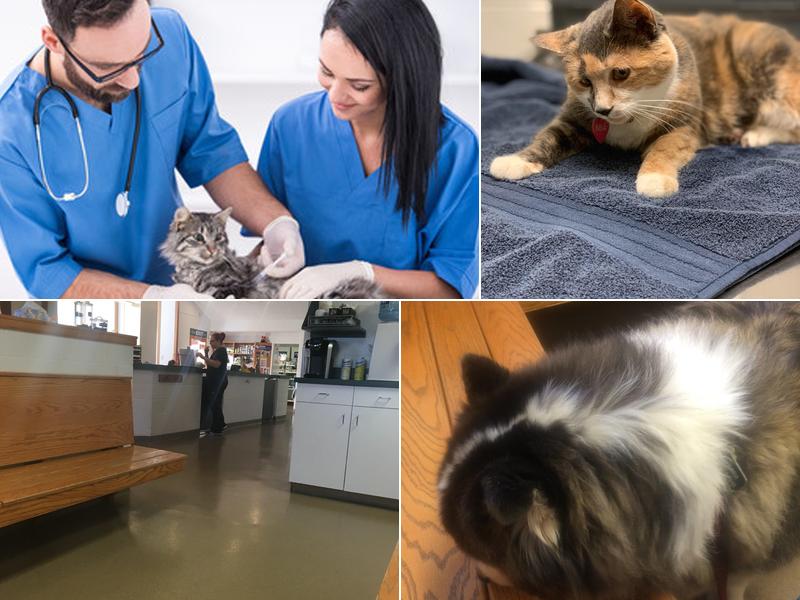 STRASBURG VETERINARY HEALTH: Regester Mechelle D DVM