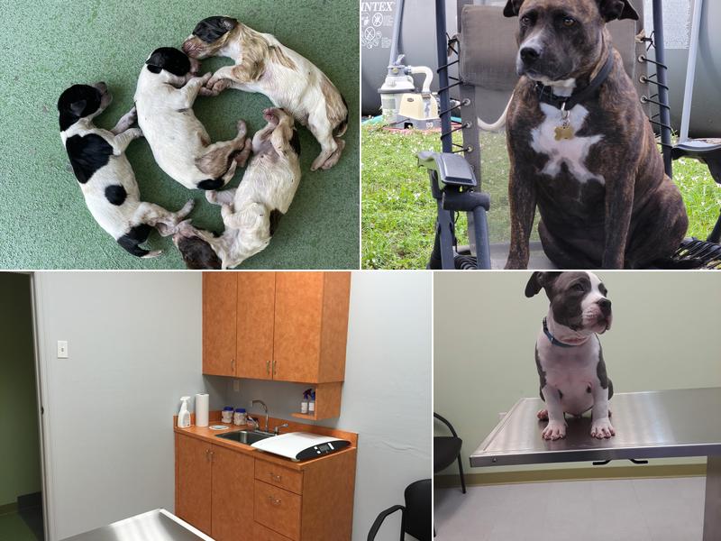 West Gate Animal Clinic