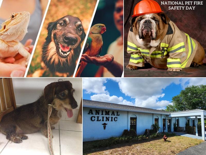 Verandah Pet Hospital