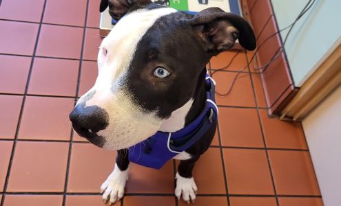 Spring Glen Veterinary Renton