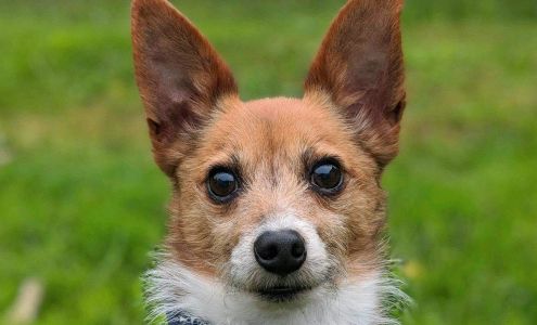 Greentree Animal Hospital