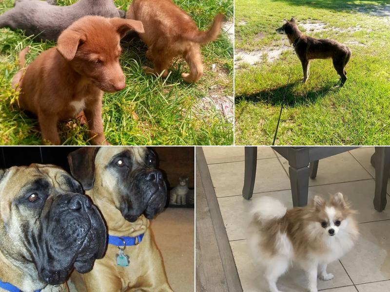 Saint Cloud 192 Pet Hospital