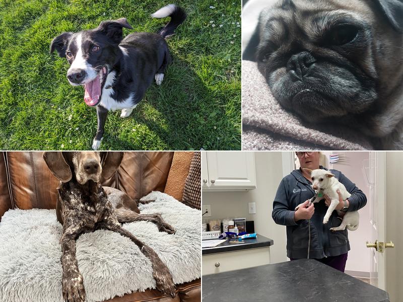 Scappoose Veterinary Hospital