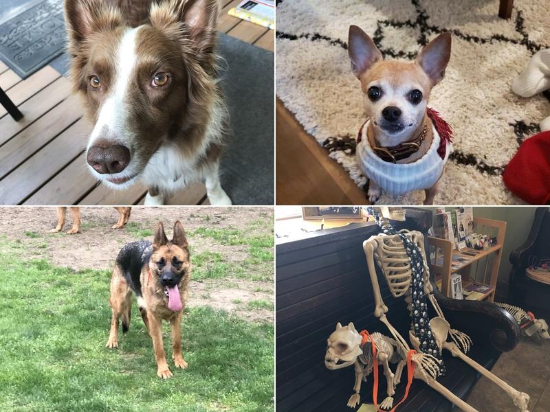 Mary Ann Haggerty DVM