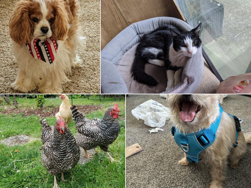 Orchards Veterinary Clinic