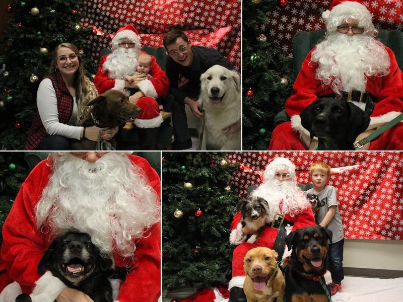 Midway Veterinary Hospital: Gold Josie I DVM