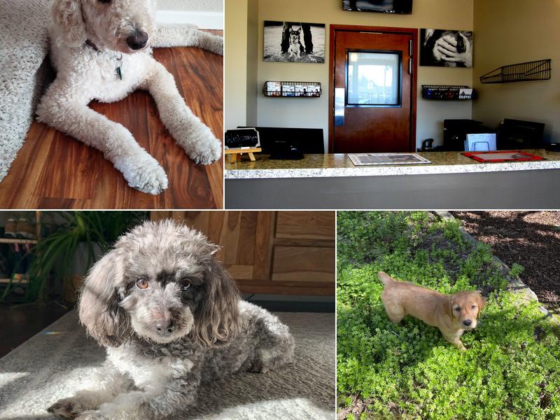 Burlingame Veterinary Clinic