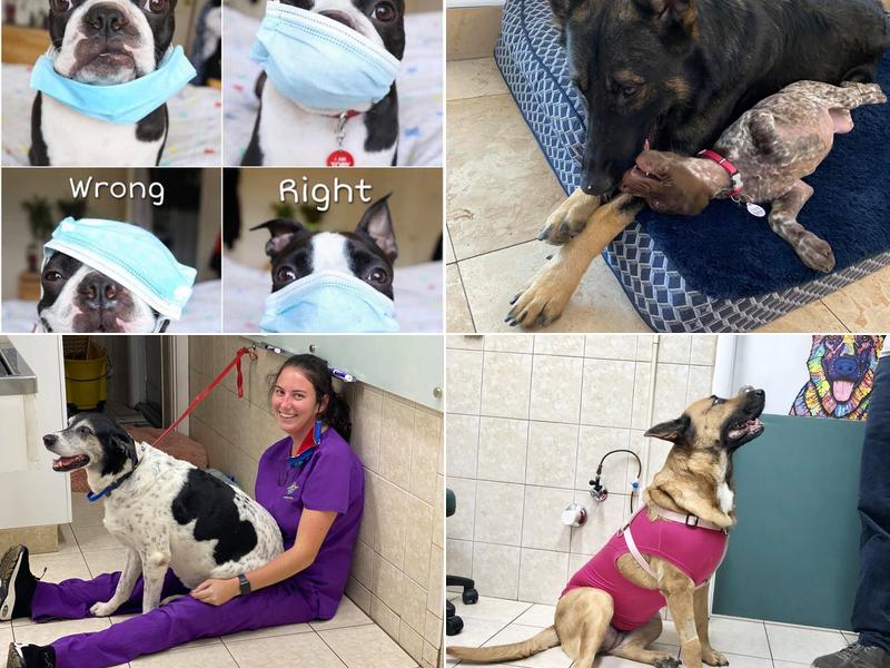 Veterinary Specialists Inc