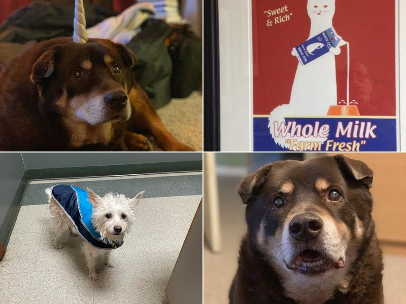 Orchards Veterinary Clinic: Braun Ryan DVM