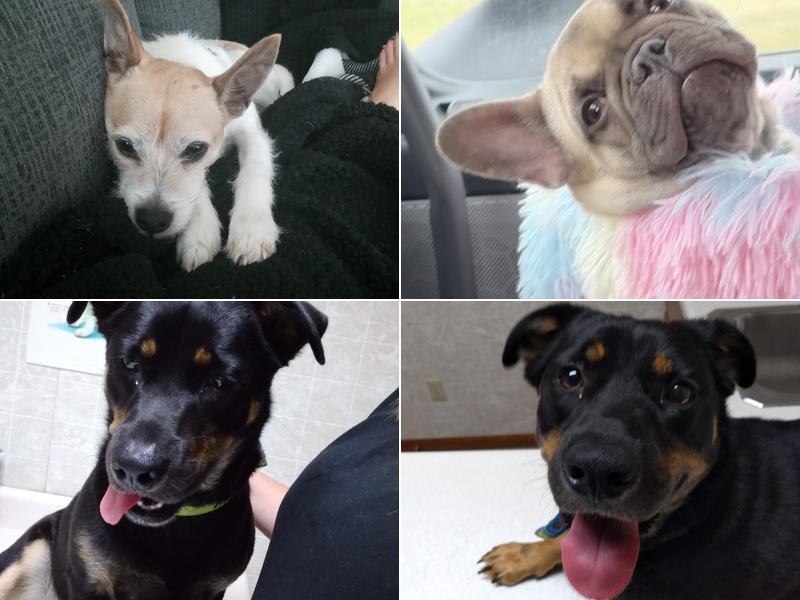 Bushnell Veterinary Service