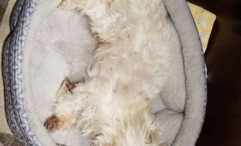 Fletcher Animal Clinic 833 NW Main St, Bunkie Louisiana 71322