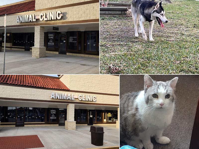 Animal Clinic of New Smyrna