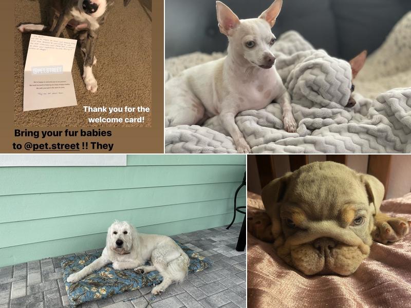 Willem-Jan van Deijck, DVM