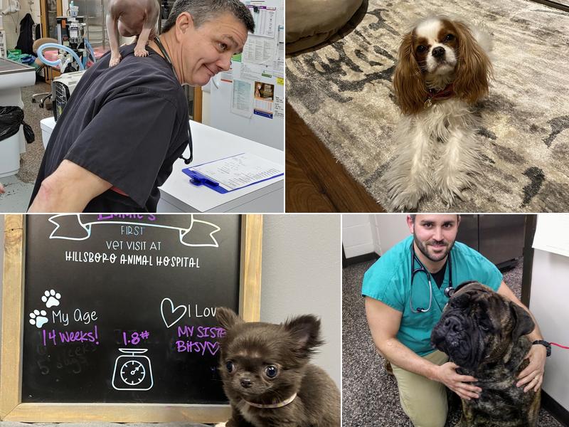 Hillsboro Animal Hospital