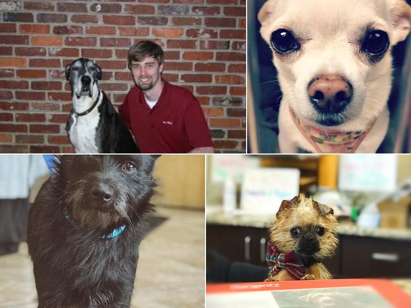 Brentwood Veterinary Clinic: Grisley Alaina DVM