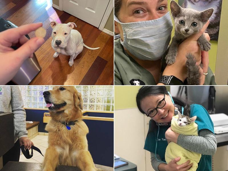 Frontier Veterinary Hospital