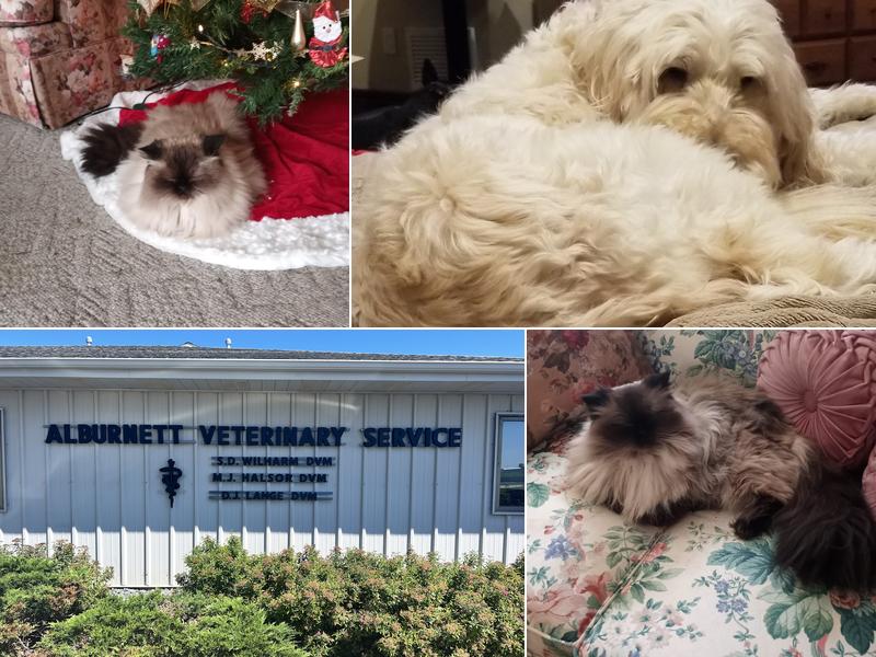 Alburnett Veterinary Service