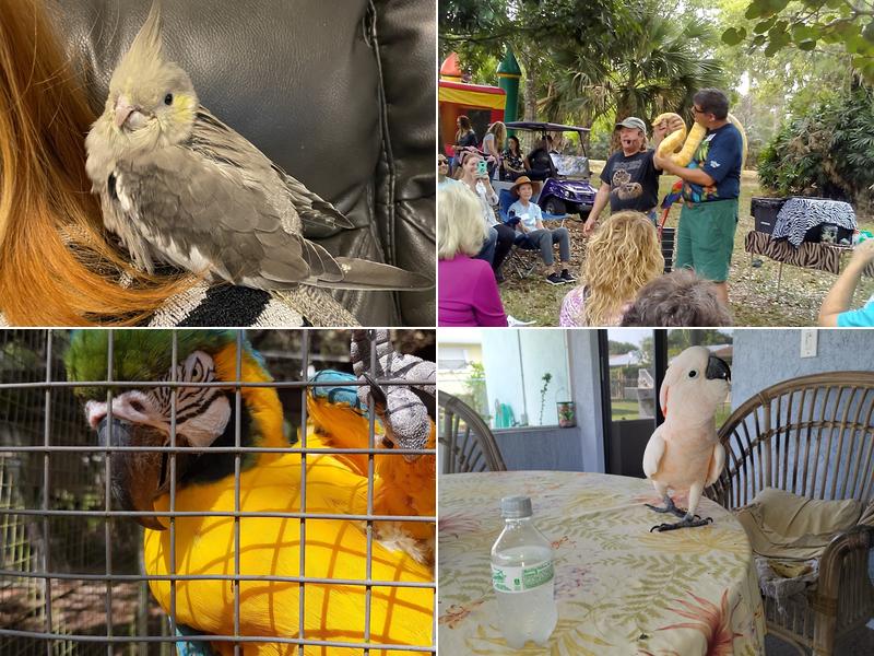 Rainforest Clinic For Birds
