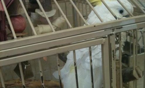 Biscayne Animal Hospital: Bustter Johanna M DVM North Miami