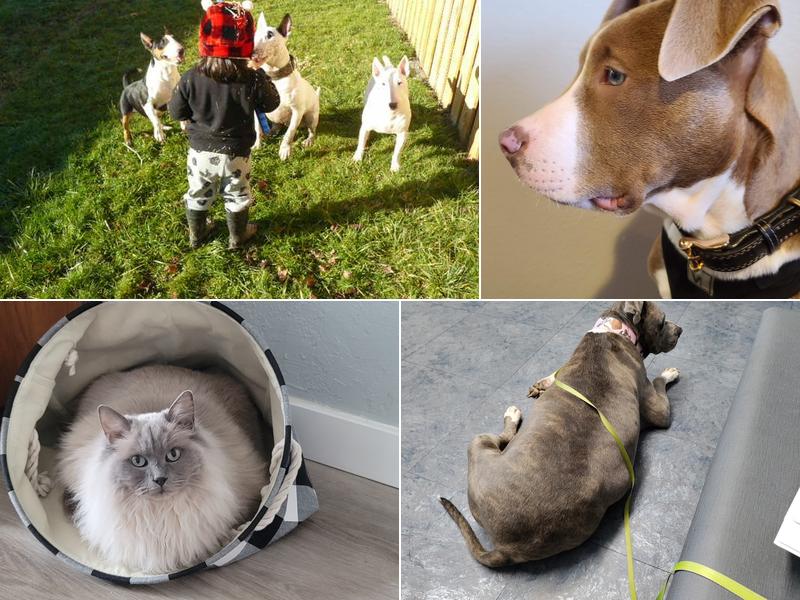 Newaukum Valley Veterinary Services on State (CCVH)