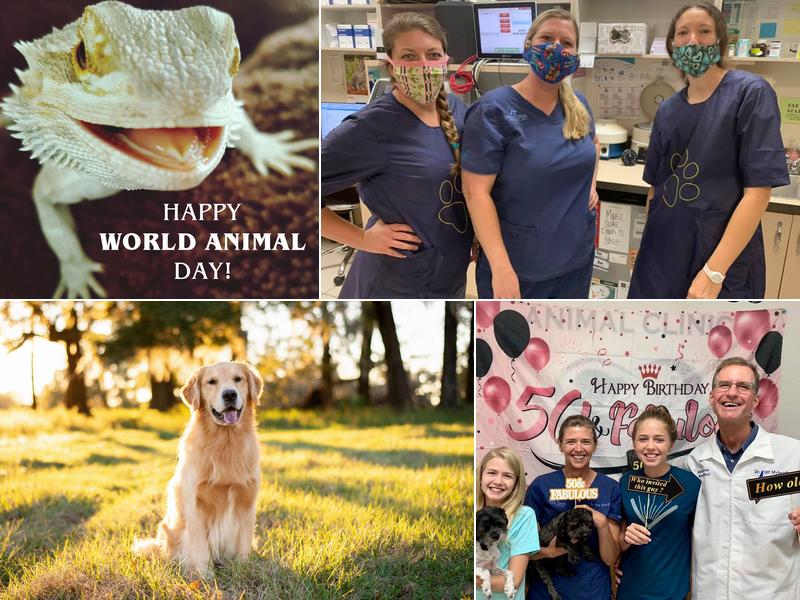 Dietrichs, Maria DVM