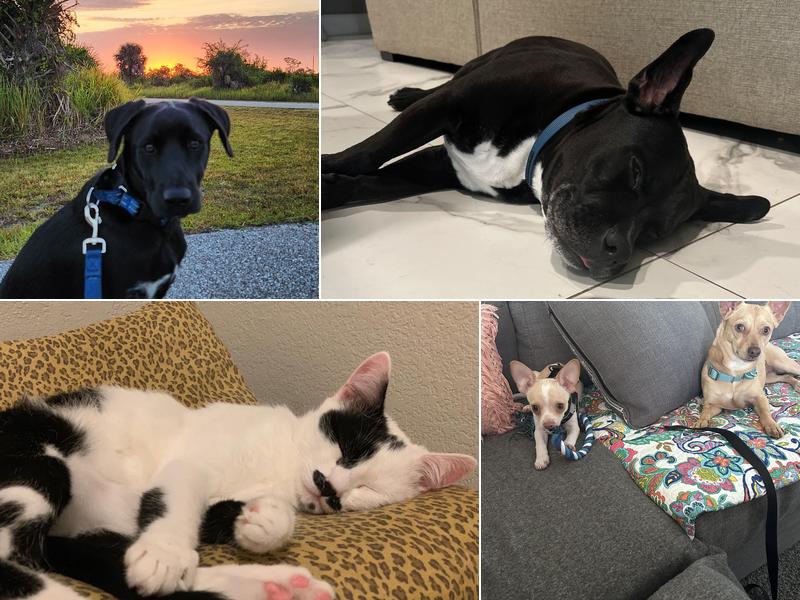 New Hope Pet Hospital