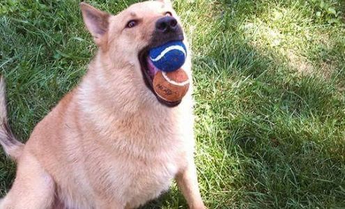 Vet Clinic East: Bowers Sara DVM