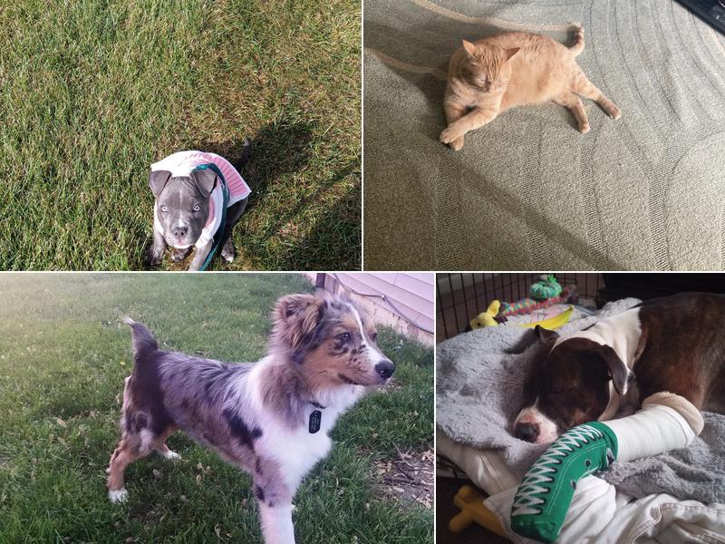 Parsons Animal Clinic